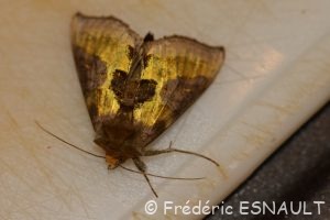 Plusie vert-doré (Diachrysia chrysitis)