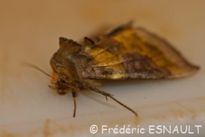 Plusie vert-doré (Diachrysia chrysitis)
