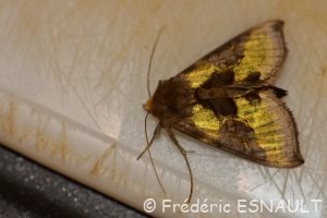 Plusie vert-doré (Diachrysia chrysitis)