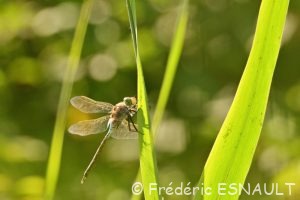 Anax napolitain (Anax parthenope)