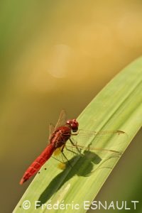 Crocothémis écarlate (Crocothemis erythraea)