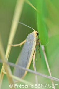 Lithosie plombée (Eilema lurideola)