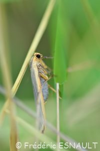 Lithosie plombée (Eilema lurideola)