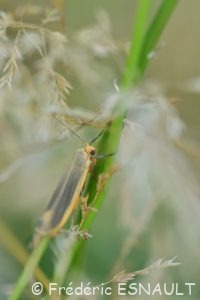 Lithosie plombée (Eilema lurideola)