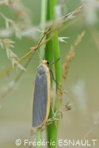 Lithosie plombée (Eilema lurideola)