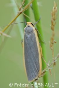 Lithosie plombée (Eilema lurideola)