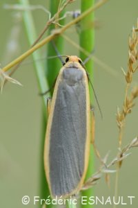 Lithosie plombée (Eilema lurideola)