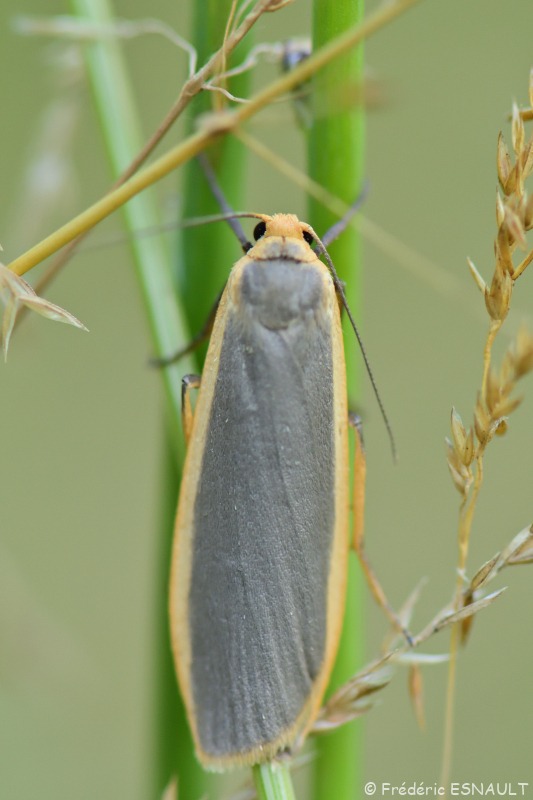 Lithosie plombée (Eilema lurideola)