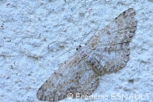 Boarmie apparentée (Hypomecis punctinalis)