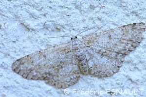 Boarmie apparentée (Hypomecis punctinalis)