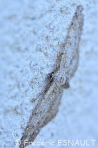 Boarmie apparentée (Hypomecis punctinalis)