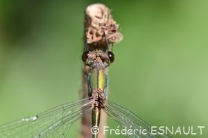 Leste vert (Lestes viridis)
