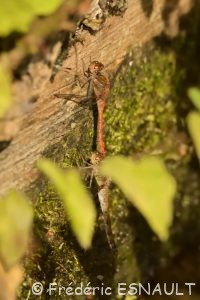 Sympétrum strié (Sympetrum striolatum)