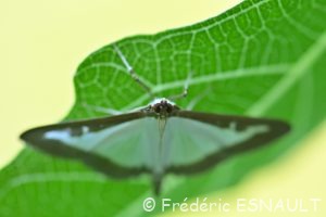 Pyrale du buis (Cydalima perspectalis)