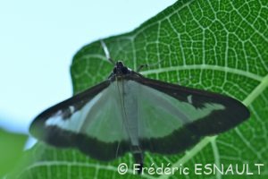 Pyrale du buis (Cydalima perspectalis)