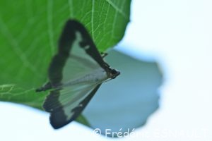 Pyrale du buis (Cydalima perspectalis)