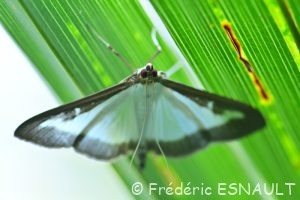 Pyrale du buis (Cydalima perspectalis)
