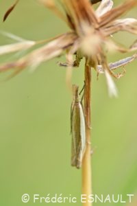 Crambus des pâturages (Crambus pascuella)