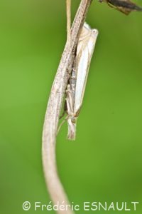 Crambus des pâturages (Crambus pascuella)