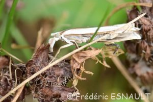 Crambus des pâturages (Crambus pascuella)
