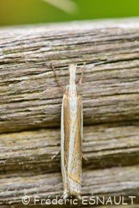 Crambus des pâturages (Crambus pascuella)