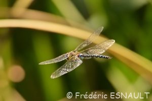 Æschne mixte (Aeshna mixta)