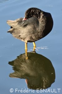 Foulque macroule (Fulica atra)