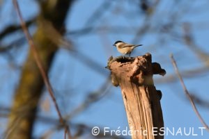 Mésange nonnette (Poecile palustris)