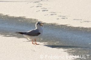 Mouette rieuse (Chroicocephalus ridibundus)