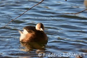 Grèbe castagneux (Tachybaptus ruficollis)
