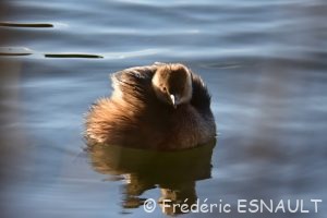 Grèbe castagneux (Tachybaptus ruficollis)