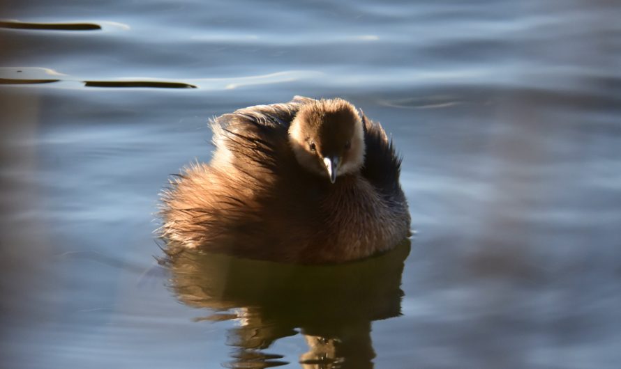 WE ornitho Janvier 2026