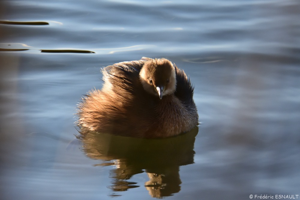 Grèbe castagneux (Tachybaptus ruficollis)