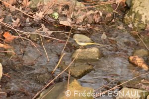 Bergeronnette des ruisseaux (Motacilla cinerea)
