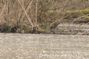 Bécassine des marais (Gallinago gallinago)
