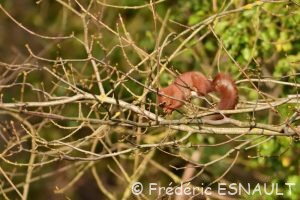 Écureuil roux (Sciurus vulgaris)