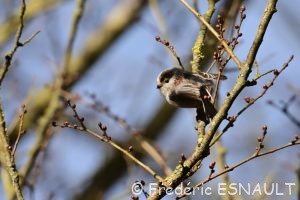 Mésange à longue queue (Aegithalos caudatus)
