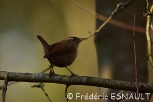 Troglodyte mignon (Troglodytes Troglodytes)