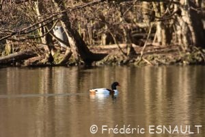 Tadorne de Belon (Tadorna tadorna)