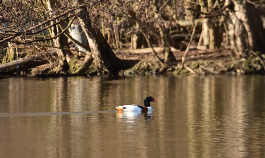 WE ornitho Janvier 2026 bis