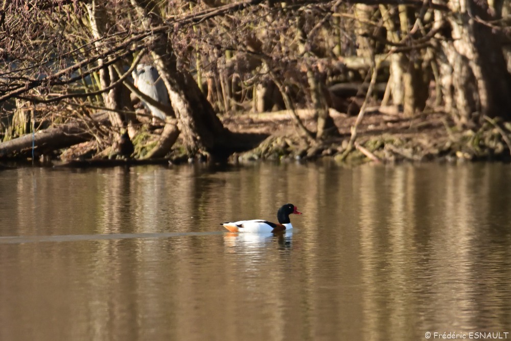 Tadorne de Belon (Tadorna tadorna)