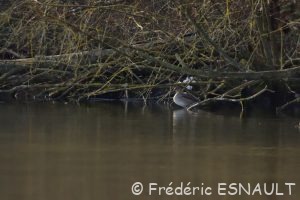 Canard pilet (Anas acuta)