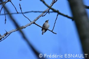 Grive musicienne (Turdus philomelos)