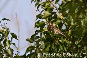 Grive mauvis (Turdus iliacus)