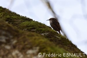 Le Grimpereau des jardins (Certhia brachydactyla)
