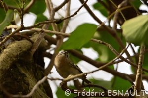 Roitelet huppé (Regulus regulus)