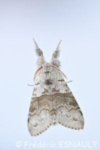 Orgie pudibonde (Calliteara pudibunda)