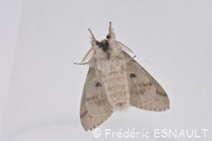 Orgie pudibonde (Calliteara pudibunda)