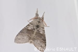 Orgie pudibonde (Calliteara pudibunda)