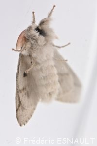 Orgie pudibonde (Calliteara pudibunda)
